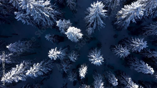 Aerial view of snowy forest canopy