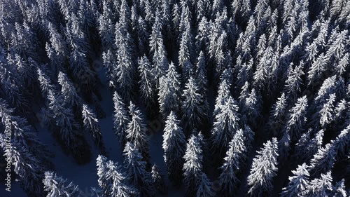 Aerial view of snowy forest canopy