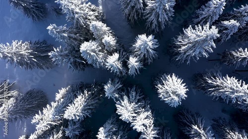 Aerial view of snowy forest canopy