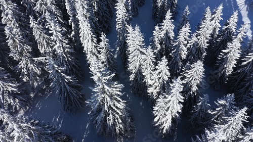 Aerial view of snowy forest canopy