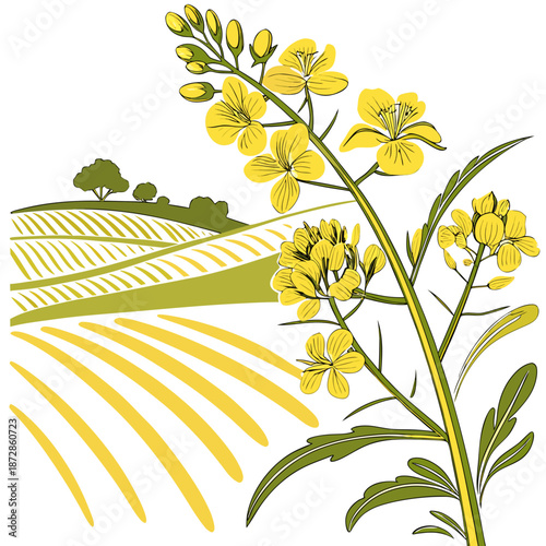 Of yellow rapeseed flowers and agricultural landscape