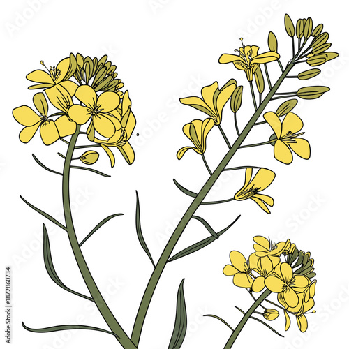 Yellow blooming oilseed rape flowers on green stems with leaves on clean white background