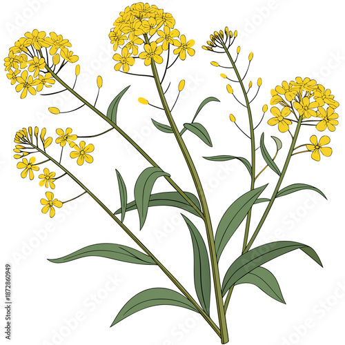 Yellow Flowering Plant with Green Stems and Leaves