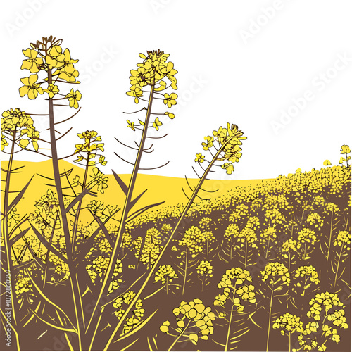 Golden rapeseed field with brown soil and white sky