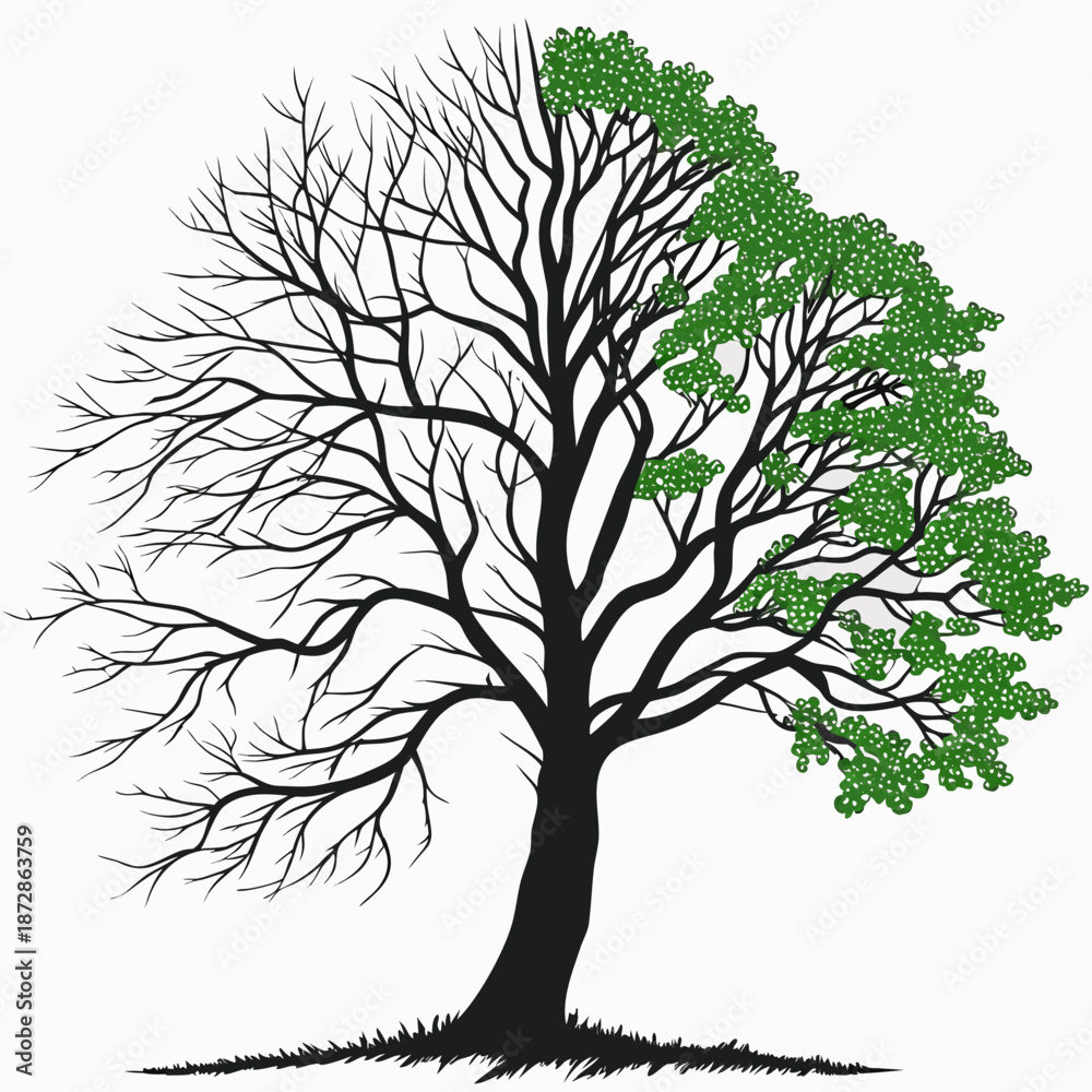 Obraz premium Tree with half bare branches and half green leaves 1