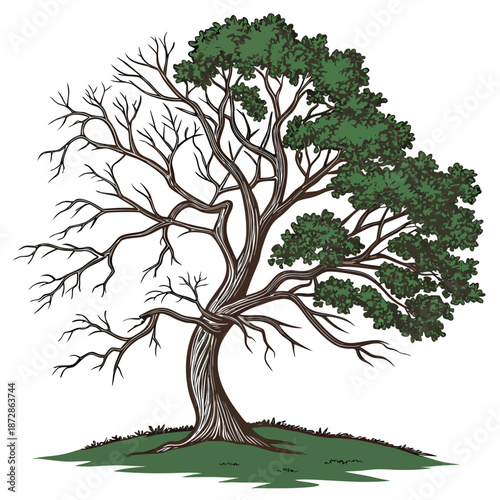 Tree with dead branches and green leaves on white background