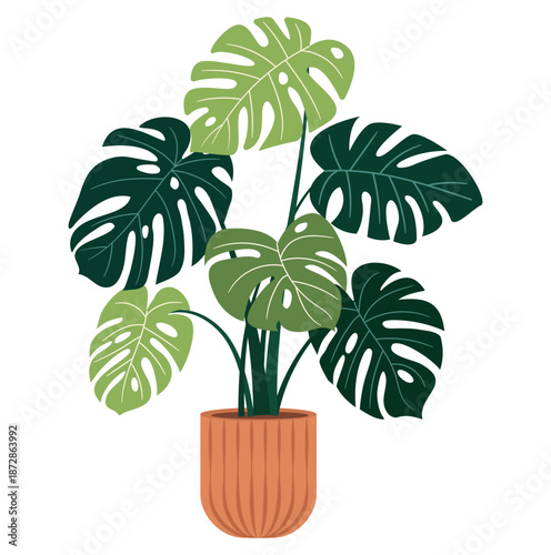 Alocasia macrorrhiza houseplant in a brown clay pot isolated on white background.