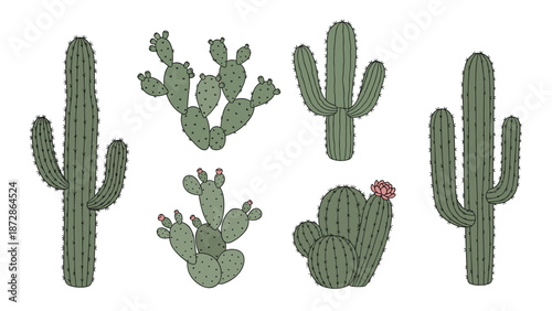 Collection of various cactus species including saguaro and prickly pear types in different shapes and sizes drawn in a simple botanical style.