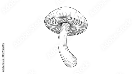 Single tall wild mushroom with a wide cap and detailed gills underneath shown in a fine black and white line art drawing for nature studies.