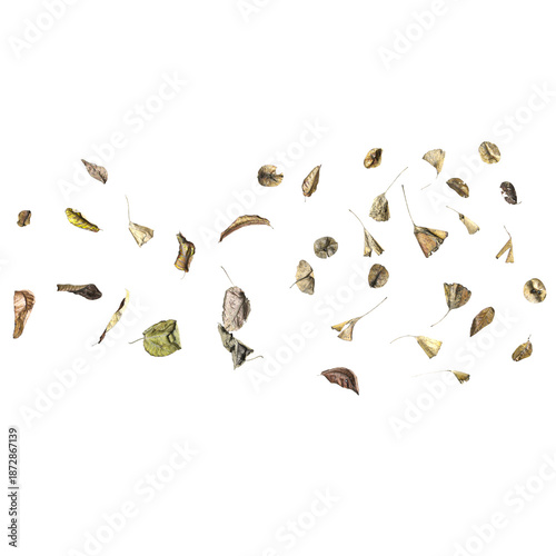 Multiple dead leaves 3d illustration on transparent background, top view
