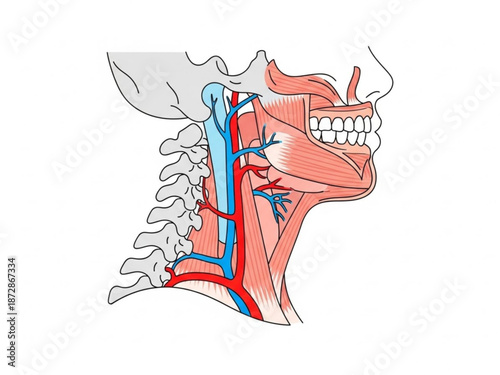 Detailed illustration of human neck anatomy showing blood vessels and spine