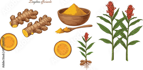 Ginger root, turmeric powder and botanical plant illustration showing medicinal spice ingredients, herbal agriculture concept, hand drawn vector set
