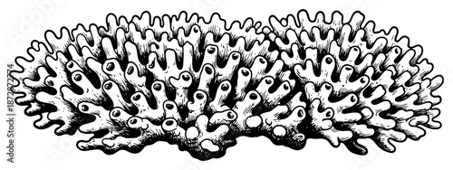 Detailed hand drawn sketch of a coral reef colony