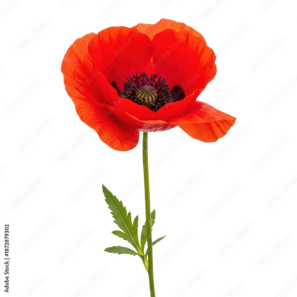 Obraz premium Vibrant Red Poppy Flower Isolated Black Background