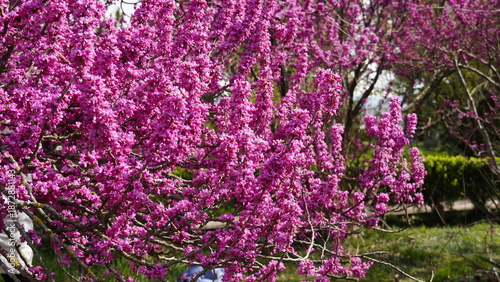 flowers,plant,magnolia