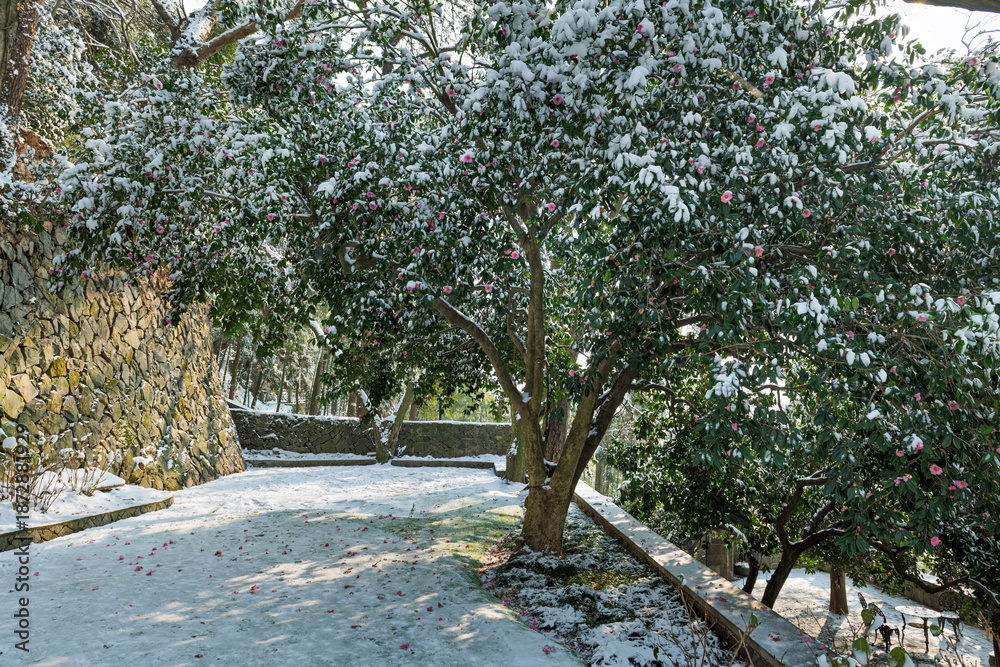 Fototapeta premium Snow-covered Mountain Tea Flowers in Moganshan Scenic Area, Deqing County, Huzhou City, Zhejiang Province, China.
