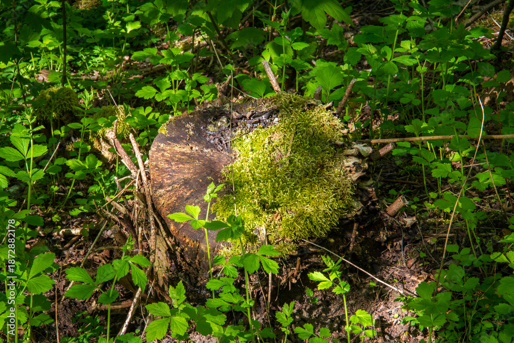 Obraz premium Moss-covered tree stump surrounded by fresh green forest vegetation in sunlight