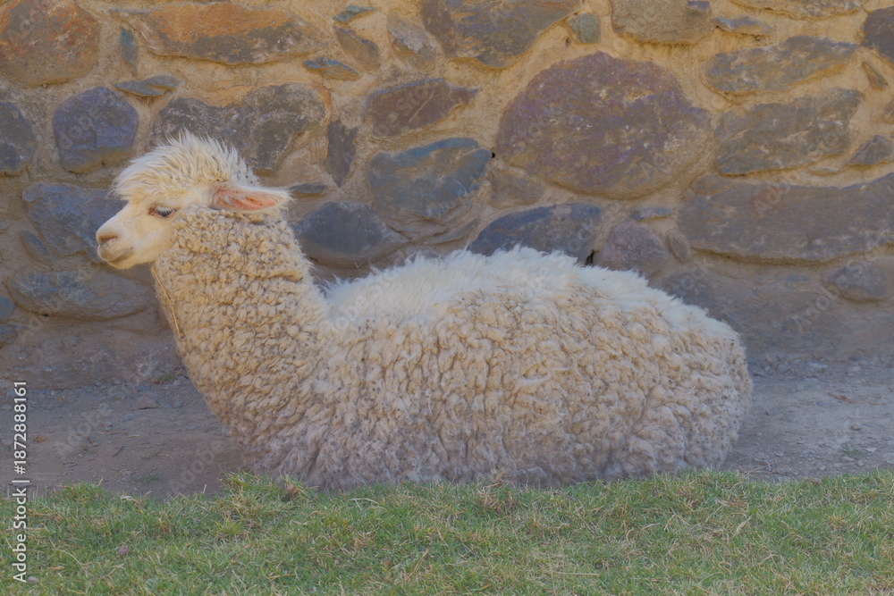 Obraz premium An alpaca lies near an ancient stone wall.