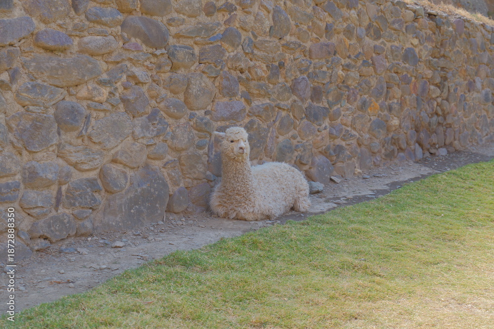 Fototapeta premium An alpaca lies near an ancient stone wall.