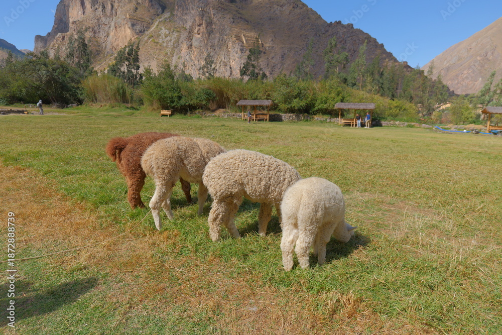 Obraz premium Several alpacas and llamas graze in a row on a meadow