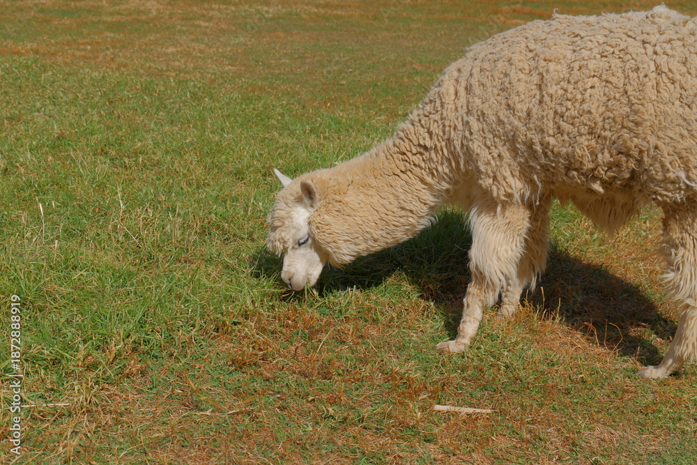 Fototapeta premium Light-colored alpacas graze in a meadow
