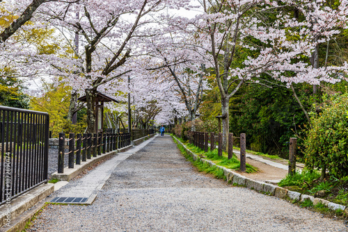 Fotografie Kyoto Philosopher's Path - Cherry Blossom Scenery
