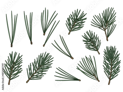 Pine Branch Vector Set Detailed Botanical Illustrations