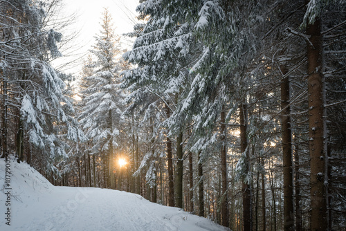 Winter sun breaking through a snow-covered evergreen forest
