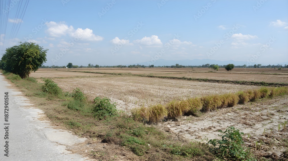 Obraz premium Vast expanse of harvested rice fields stretching under a bright blue sky