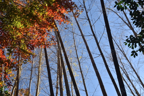 Autumn in the mountains of Japan near Kyoto, golden leaves on Mount Kurama