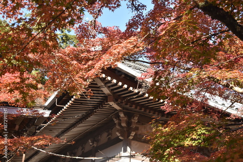 Autumn in the mountains of Japan near Kyoto, golden leaves on Mount Kurama