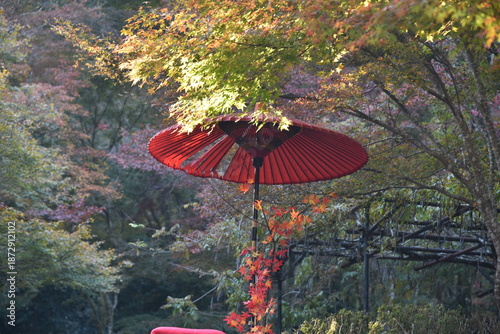 Autumn in the mountains of Japan near Kyoto, golden leaves on Mount Kurama