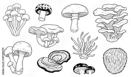 Japanese medicinal mushroom ink style seamless pattern vector