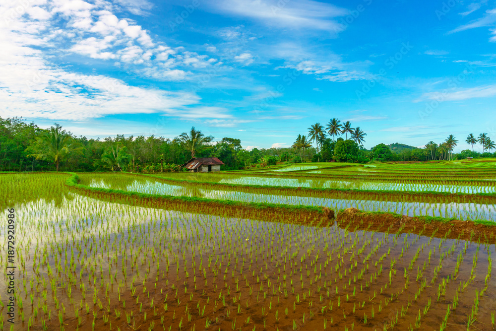Fototapeta premium Beautiful morning view in Indonesia, panoramic landscape of rice fields with mountain ranges and clear sky