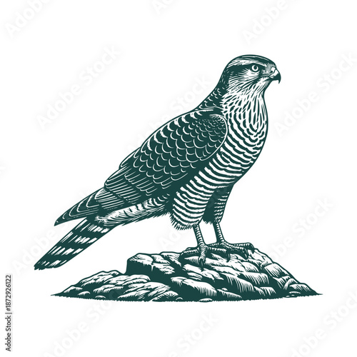 Majestic bird of prey standing on rocky outcrop