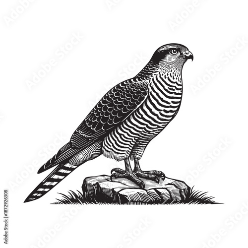 Majestic bird of prey standing on rocky outcrop