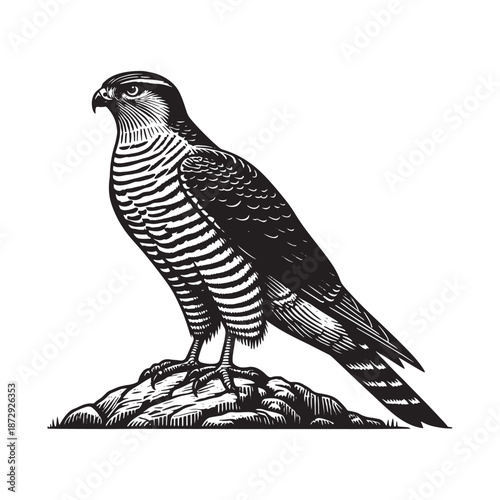 Majestic bird of prey standing on rocky outcrop