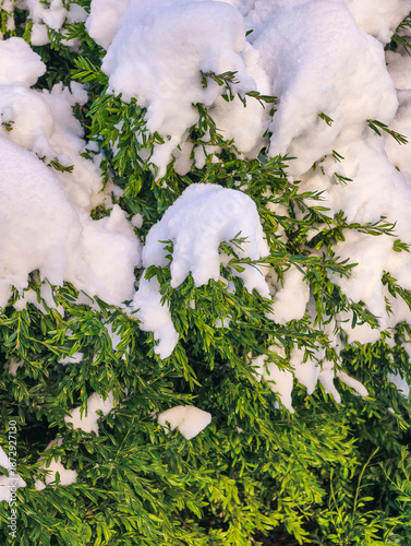 Winter Snow on Evergreen Leaves Natural Green Foliage Close-Up Cold Season Background. 