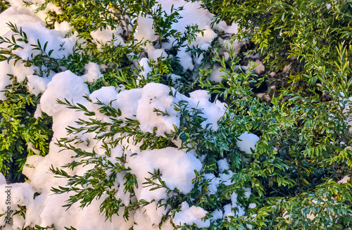 Snow Covered Evergreen Plants Green Foliage Winter Nature Close Up Fresh Snowfall White Frost Seasonal Background Garden Cold Weather
