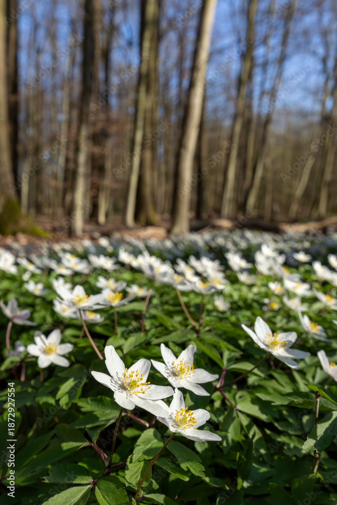 Fototapeta premium Weiß blühende Buschwindröschen oder Busch-Windröschen (Anemone nemorosa) bilden einen weißen Teppich und bedecken den Waldboden