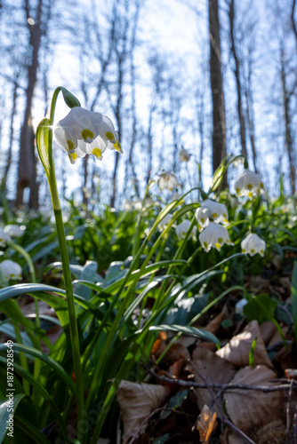 Blüten vom Märzenbecher (Leucojum vernum)  im Gegenlicht