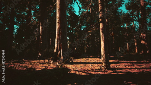 Obraz na plátně Sunlight filters through tall trees in a peaceful forest