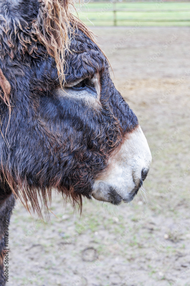 Fototapeta premium Close Up Portrait Of Shaggy Donkey