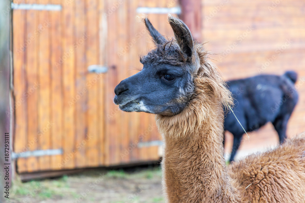 Obraz premium Llama Portrait with Black Llama in Background