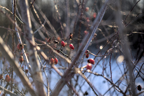 Icy rosehip berries hanging on a branch