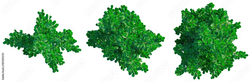Obraz premium Pittosporum crassifolium tree plan, top view, cutout, transparent background, isolate, architecture visualization, Vibrant Green Lily Turf Grass with Delicate White Flowers, Perfect for Landscaping