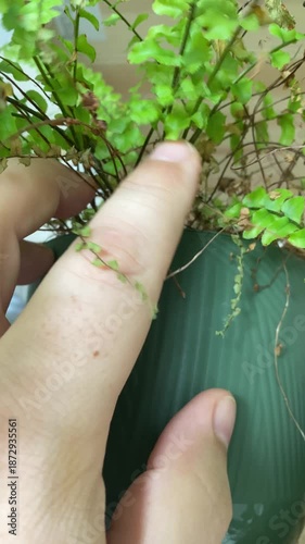 Hobbies and relaxation. A man tends to plants in his home.