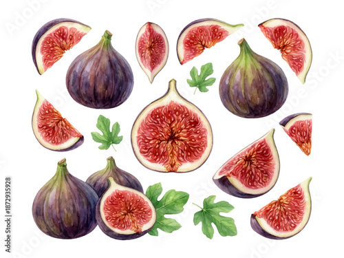 Fig Botanical Illustration Set – Isolated Whole and Sliced Figs, Watercolor Style