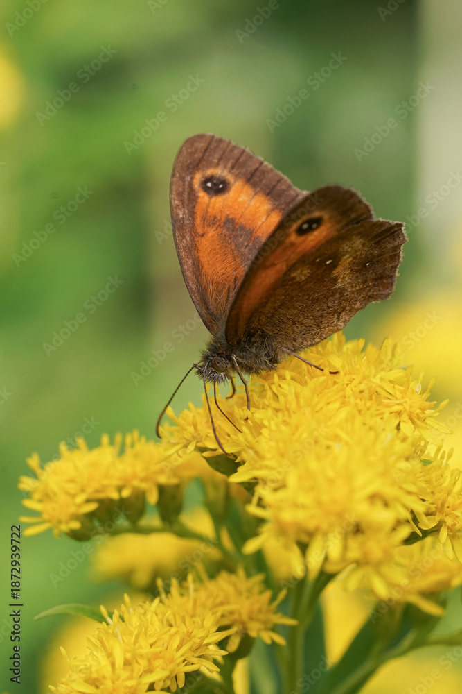Fototapeta premium Delicate Brown Gatekeeper , Pyronia tithonus Butterfly Rest on Bright Yellow Wildflower Blossom, Macro Photography