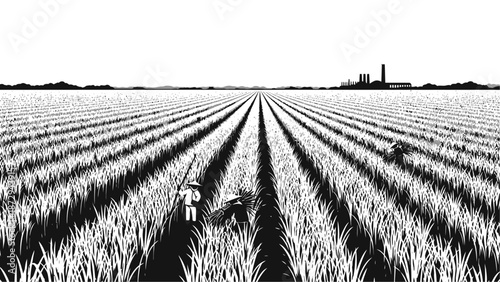 Traditional Rice Harvest in Paddy Field with Farmers Silhouette.